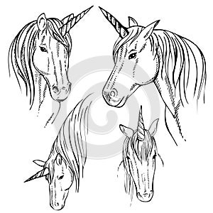 Sketch Unicorn, hand drawn ink illustration.