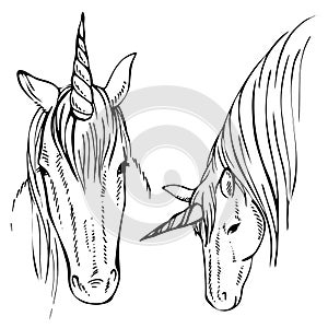 Sketch Unicorn, hand drawn ink illustration.Unicorn horse animal.