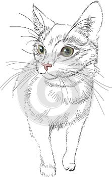 Sketch vector black lines cat with green bright realistic eyes