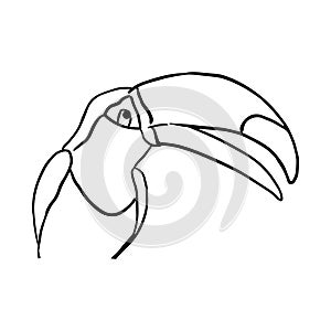 Sketch of vector outline bird