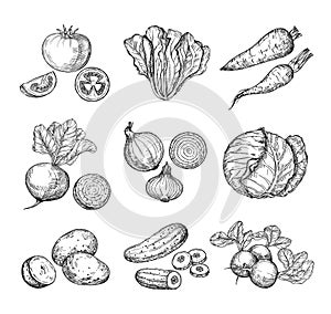 Sketch vegetables. Fresh tomato, cucumber and carrots, potatoes. Hand drawn onions, radish and cabbage. Garden vegetable