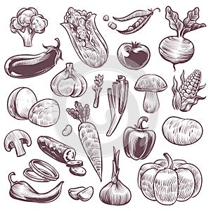 Sketch vegetables. Healthy foods natural vegetable, organic broccoli, tomato and potato, cabbage and carrot, vintage