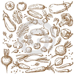 Sketch of Vegetables Set