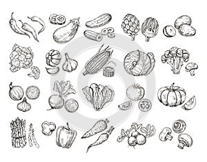 Sketch vegetables. Vintage hand drawn garden vegetable collection. Carrots broccoli potato salad mushroom farming vector