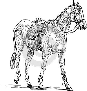 Sketch of walking harnessed horse