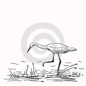 Sketch of white heron hunting, Hand drawn