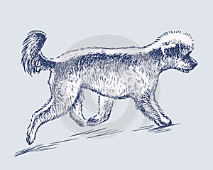 Sketch of white poodle running outdoors on sunny day