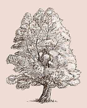 Sketch of a willow tree