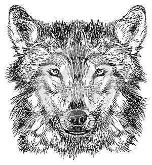 Sketch of wolf