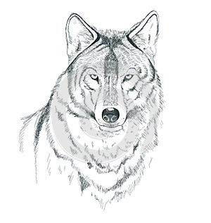 A sketch of a wolf.