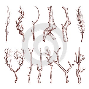 Sketch wood twigs, broken tree branches vector set