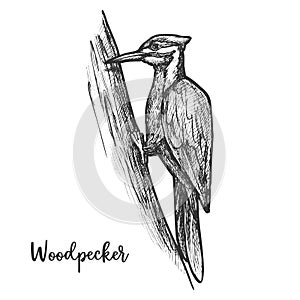 Sketch of woodpecker bird on tree, pecker animal photo