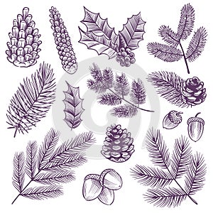 Sketch xmas branch set. Retro christmas holly and evergreen spruce pine, fir leaves with winter pine cones vector