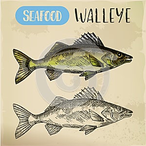 Sketch of walleye or perciform fish, pickerel photo