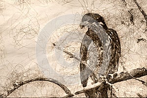 Sketch of a Young Bald Eagle Surveying the Area While Perched in a Barren Tree