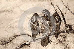 Sketch of a Young Bald Eagle Surveying the Area While Perched High in a Barren Tree