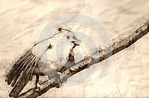 Sketch of a Young Tufted Titmouse Singing in a Tree