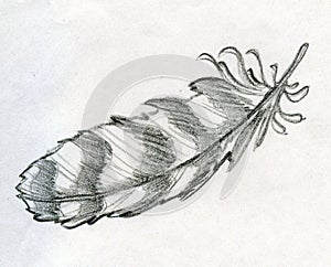 Sketched eagle feather