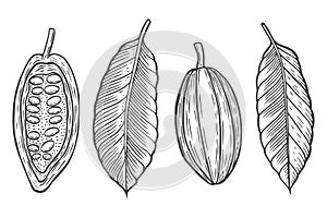 Set Cocoa beans vector illustration.