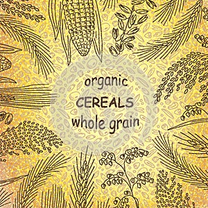 Sketched hand drawn cereals for labels on a golden background.