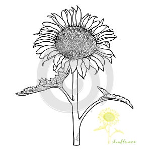 Sketched Sunflower Front View Vector