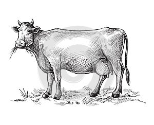 Sketches of cow drawn by hand. livestock. cattle. animal grazing