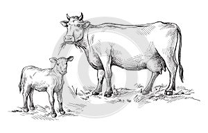 Sketches of cows and calf drawn by hand. livestock. cattle. animal grazing