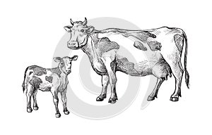 Sketches of cows and calf drawn by hand. livestock. cattle. animal grazing