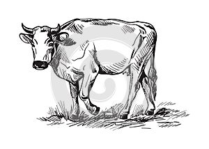 Sketches of cows drawn by hand