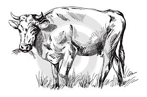 Sketches of cows drawn by hand