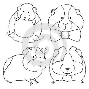 Sketches of different guinea pigs sketches on white background. Set of drawn guinea pigs by free hand