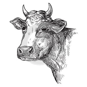 Sketches of face cow drawn by hand. livestock. cattle. animal grazing