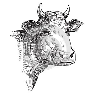 Sketches of face cow drawn by hand. livestock. cattle. animal grazing