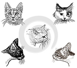 Sketches of heads various domestic cats