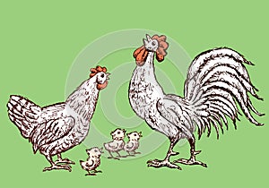 Sketches of a hen,cock and chickens