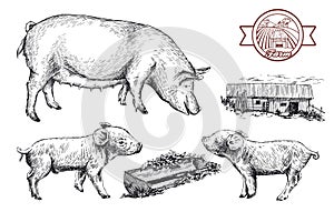 Sketches of pigs drawn by hand. livestock