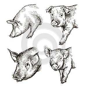 Sketches of pigs drawn by hand. livestock