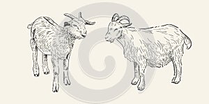 Sketches of two goats. Hand drawn