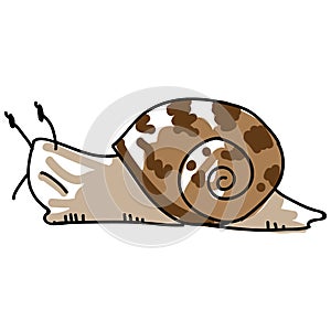 Sketchy garden snail vector illustration. Freehand drawn yard wildlife mollusc clipart. Gastropod shell childish doodle