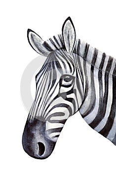Sketchy portrait of young zebra. photo