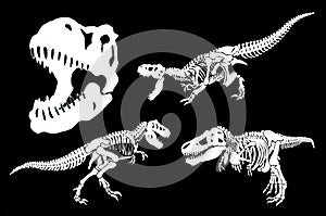 Graphical set of dinosaurs isolated on black background,vector illustration photo