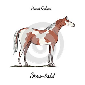 Skew bald horse color chart on white. Equine coat colors with text. Equestrian scheme.