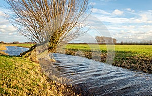 Pollard willow in a polder landscape photo