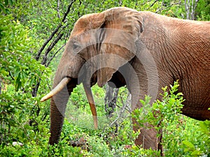 Skew-Tusk Elephant photo