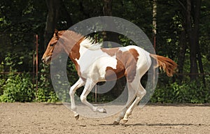 Skewbald foal on gallop