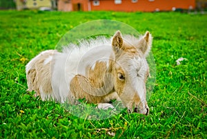 Skewbald foal photo