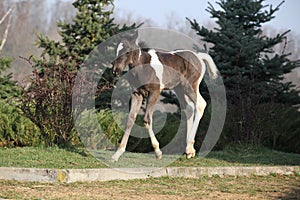 Skewbald foal running in outdoor