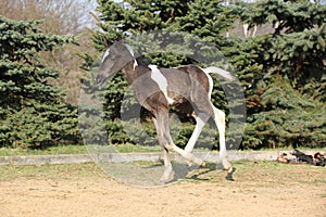 Skewbald foal running in outdoor