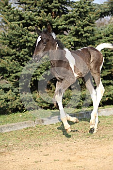 Skewbald foal running in outdoor