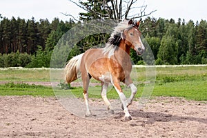 Skewbald horse galloping free at the pasture